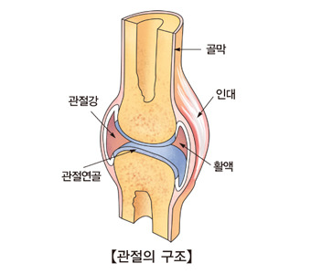 관절의 구조