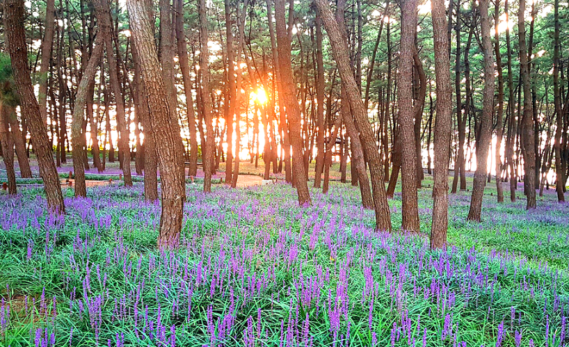 장항송림산림욕장 맥문동