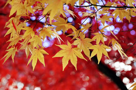 말복이후-가을맞이낙엽