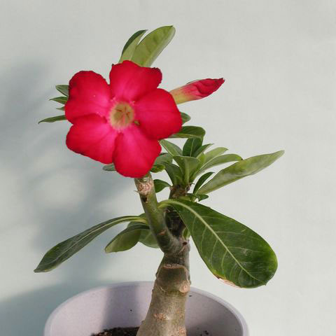 사막의 장미(아데니움)