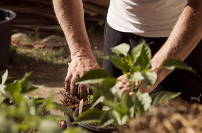 비용 없이 즐기는 재생가드닝: 먹다 남은 채소로 정원 만들기