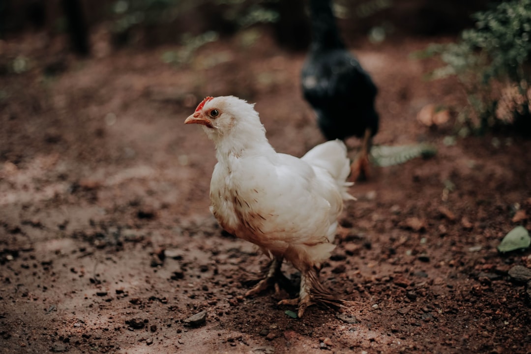 Chicken.
