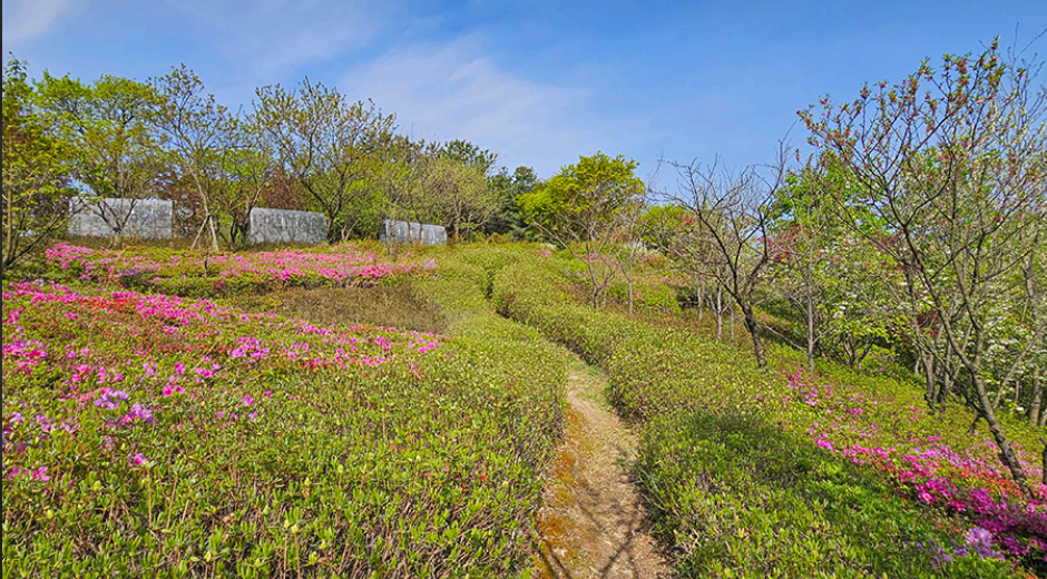 [4월 봄꽃 축제]제3회 영인산 철쭉제❘기간, 일정, 프로그램, 철쭉 개화 상황정리