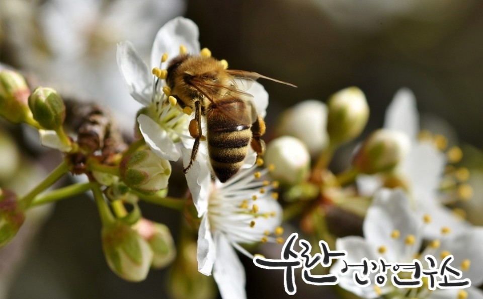 프로폴리스 필름형 원액21