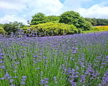 고창 청농원 라벤더 축제_22