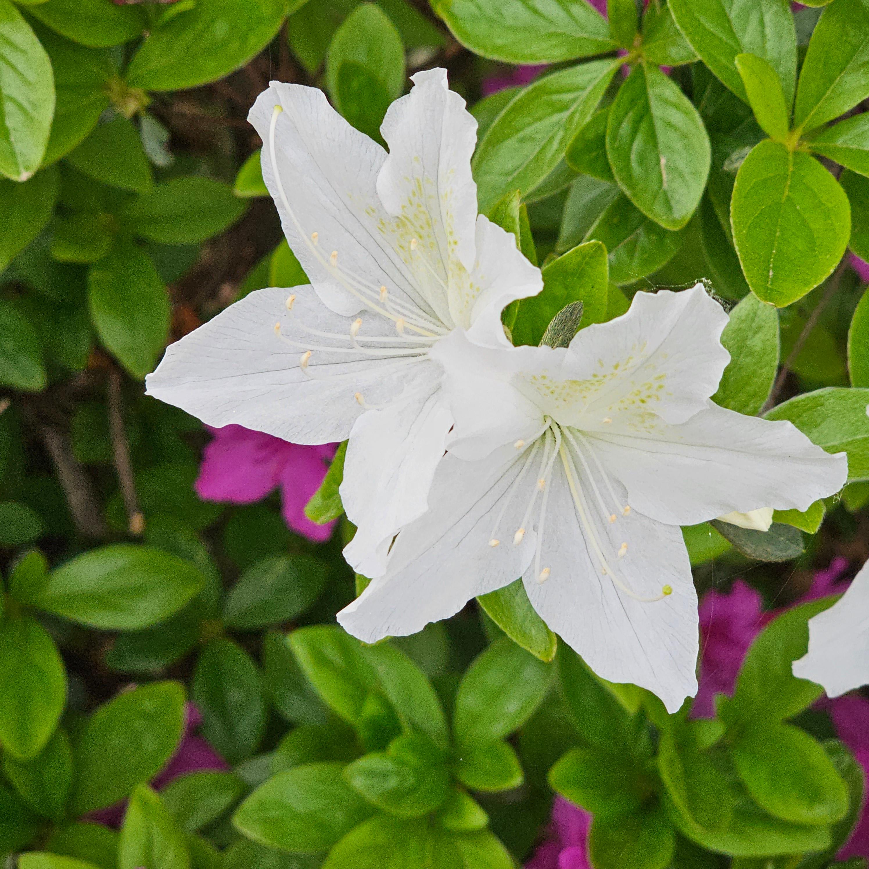 일상 속 꽃 한 송이의 힘