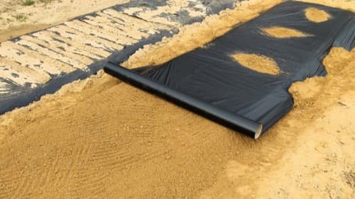 근대-재배밭-흑색비닐-멀칭작업