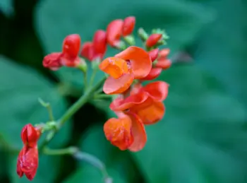 호랑이콩 효능 및 영양성분&amp;#44; 가격