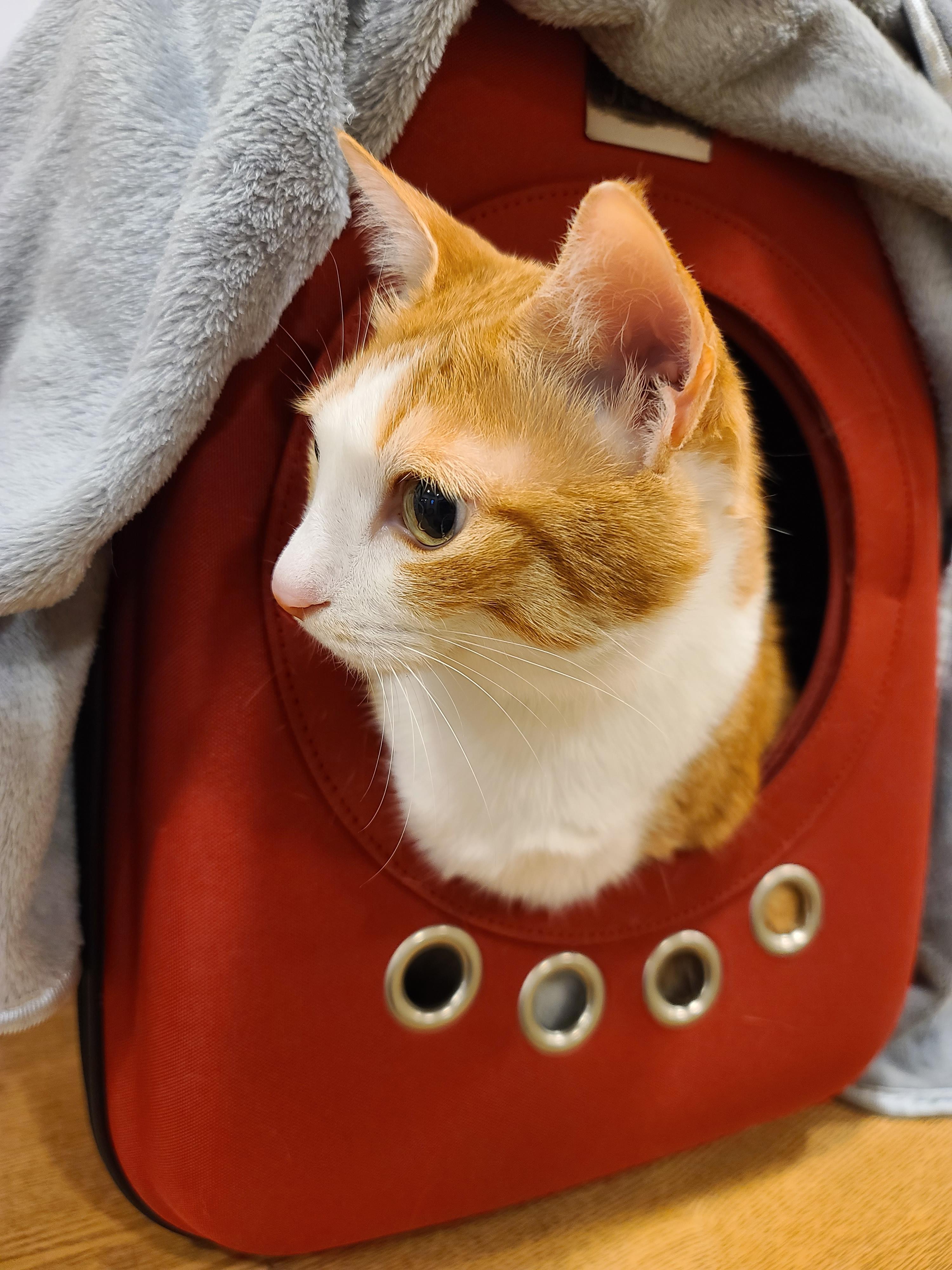 황달로 인한 호야의 입원. 고양이 황달.