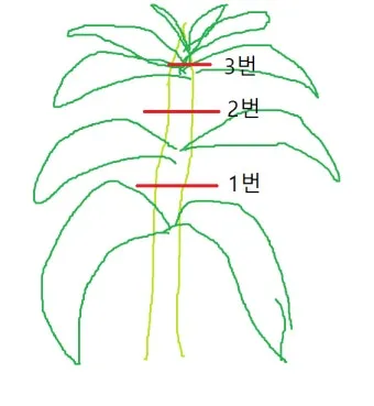 순지르기 기초 측지유도 키작게유지 공간효율 관리 팁_10