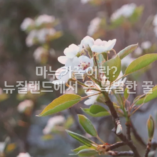 마누카 나무 꽃2