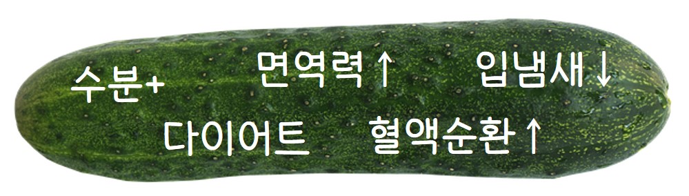 오이의 효능