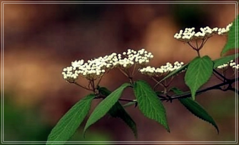 단전호흡법에 대한 모든 것