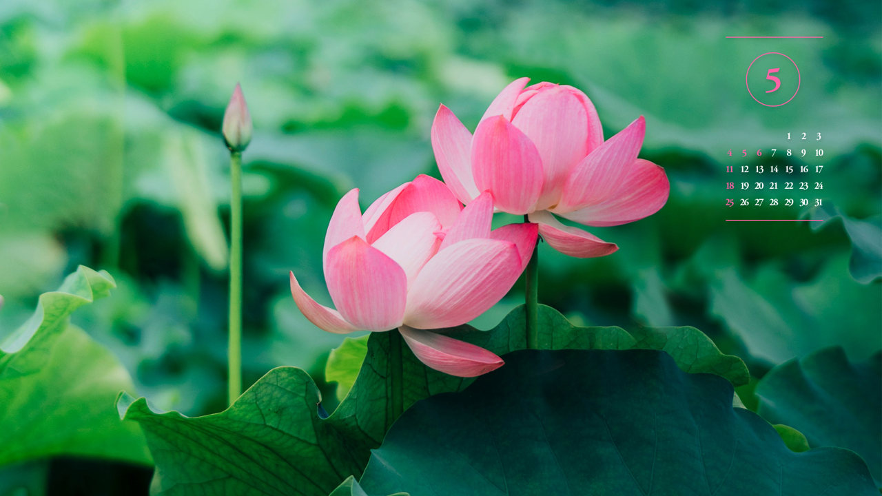 07 두 송이 연꽃 A - 2025년5월 노트북배경화면