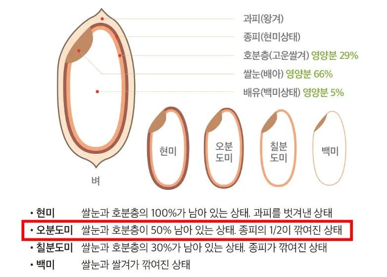 오분도미-현미-백미
