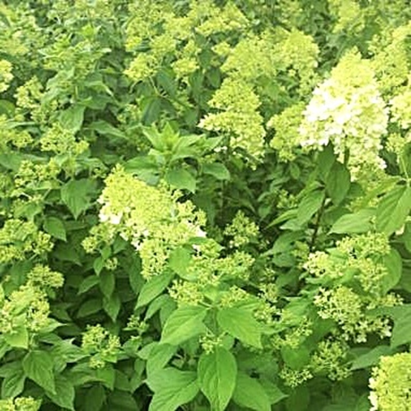 수국 라임라이트 키우기 삽목