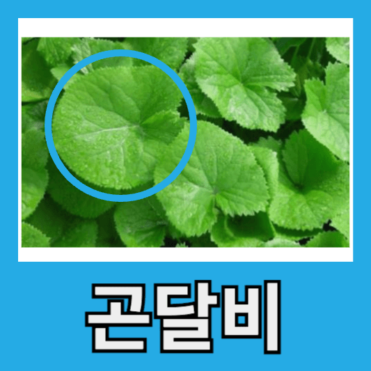 곤달비 효능 부작용 곤달비 먹는법