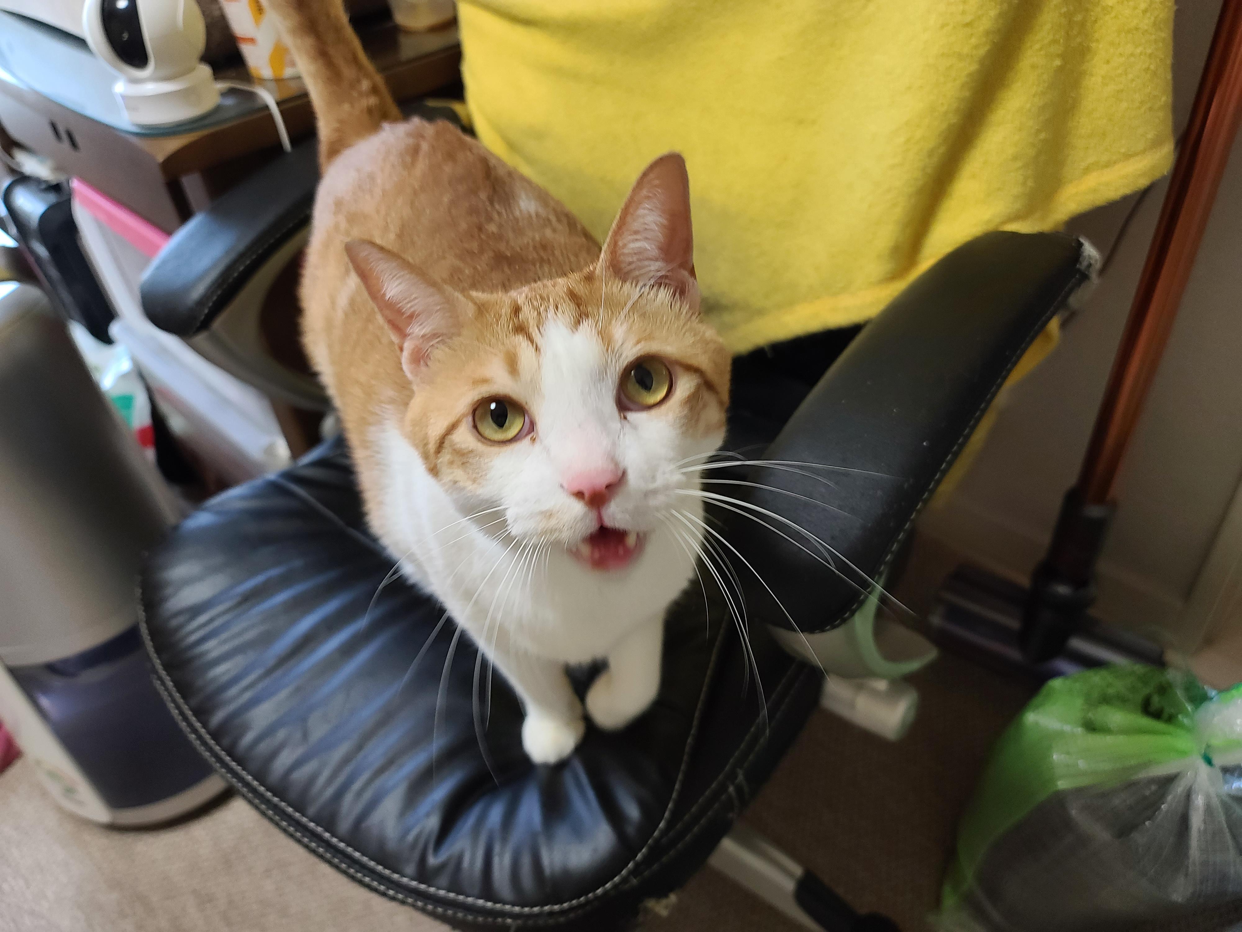 때가 되었다! 아이들 화장실 모래 전체갈이 한날.