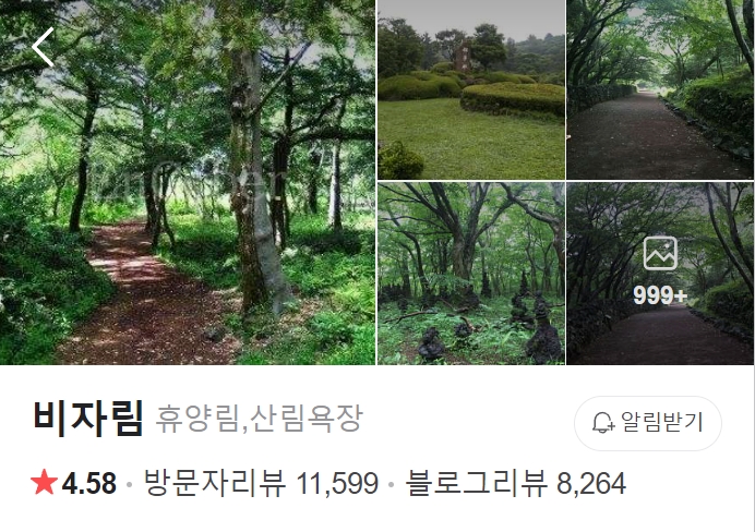 제주-비자림-썸네일