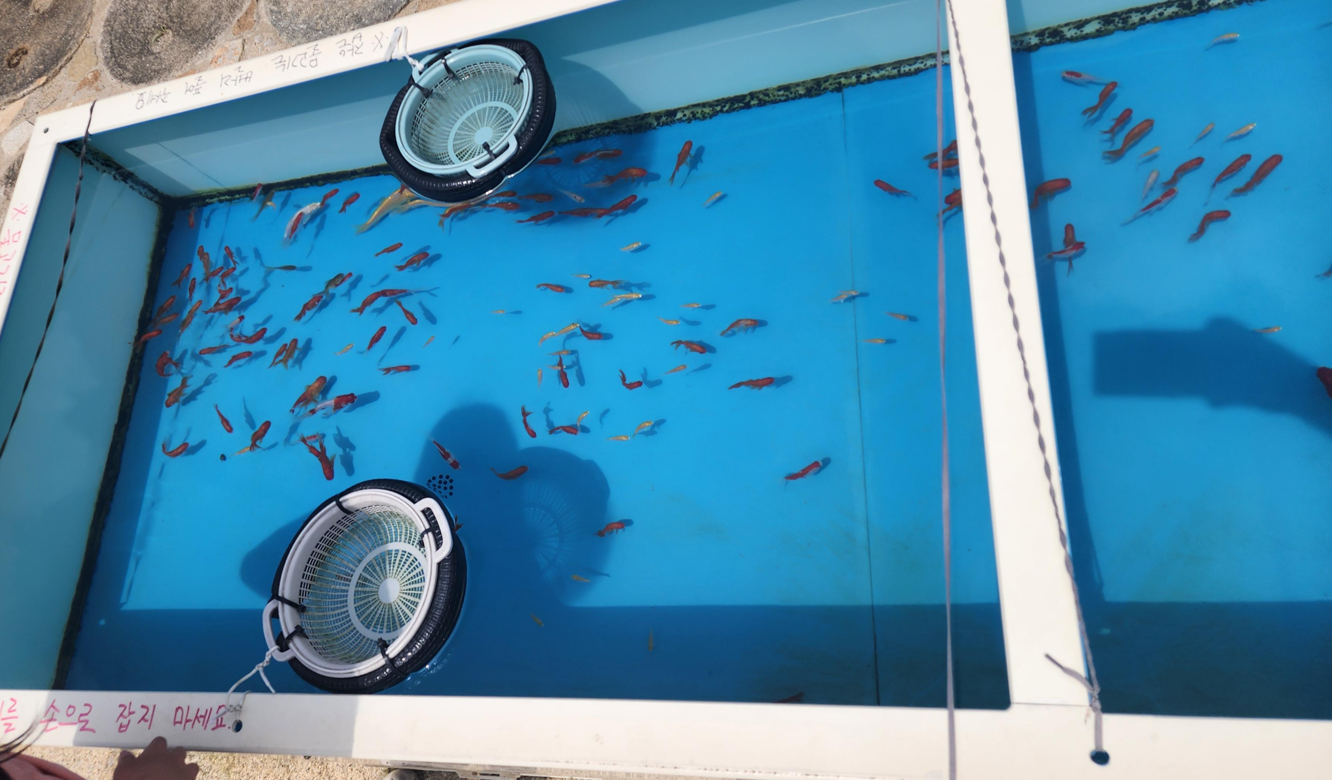 흙내음 글램핑 물고기