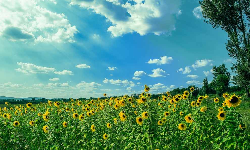 파주 해바라기 축제