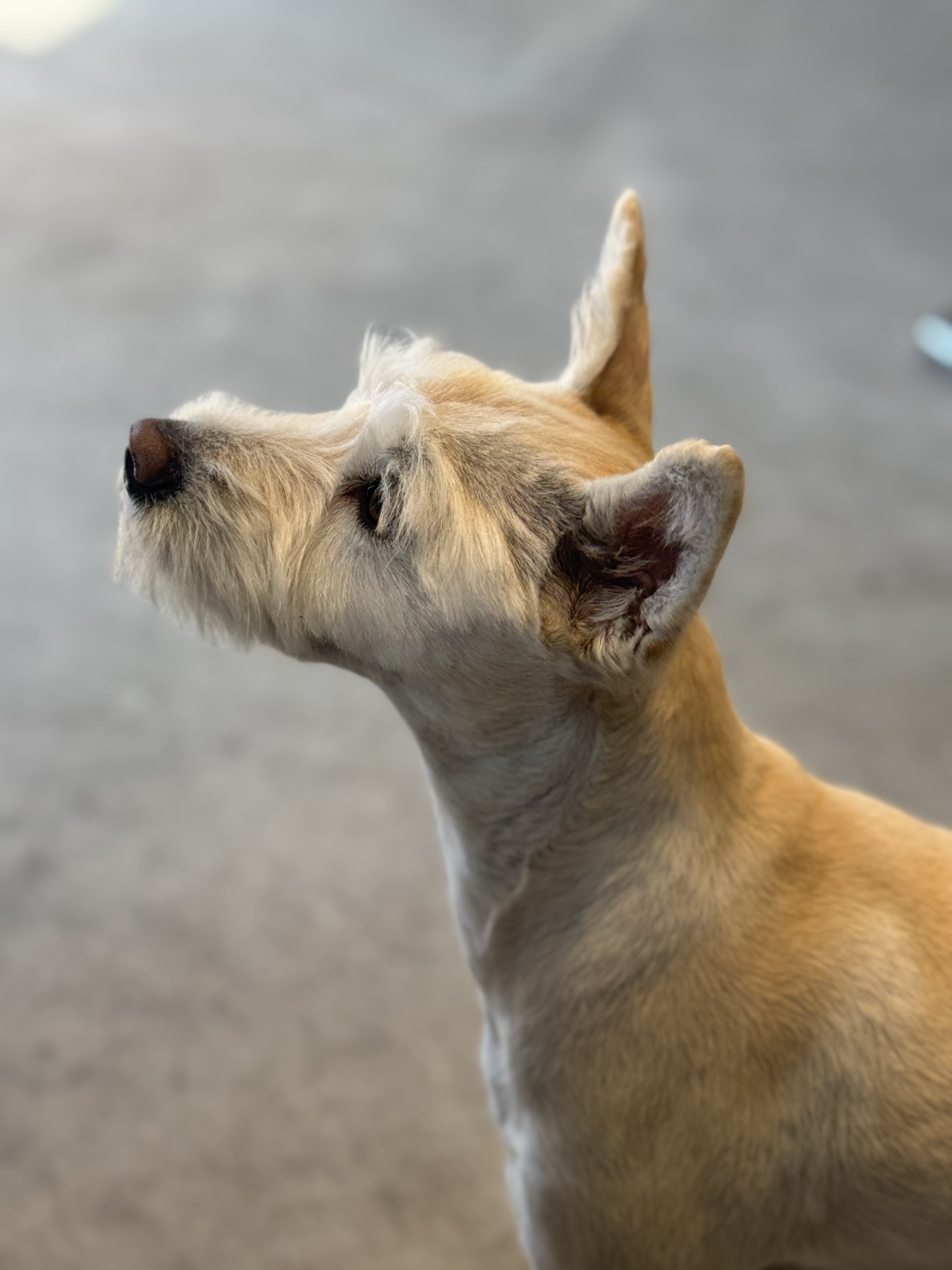 카페 상주견 "소금이"