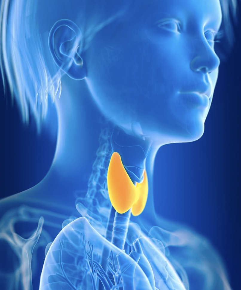 여성질병 집중탐구 관련 이미지