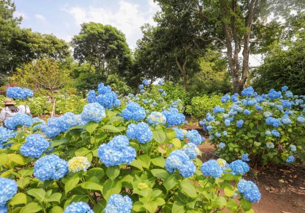 휴애리 수국축제