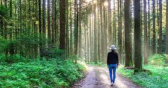 자연 속 걷기가 노화를 늦춘다? 숲길이 몸과 뇌를 되살리는 항노화 비결