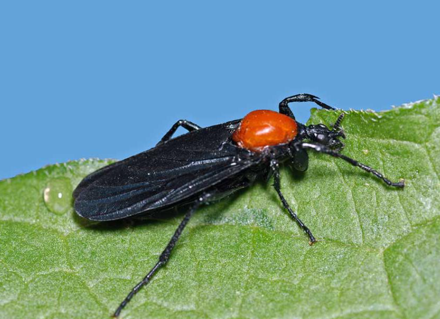 러브버그 퇴치법 BEST 8