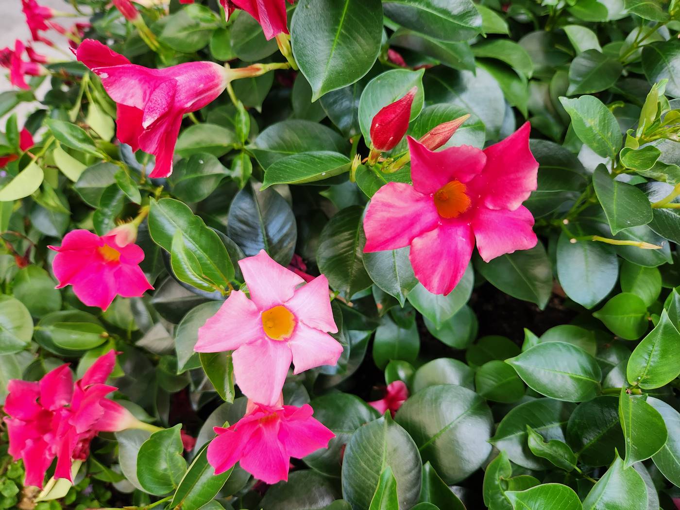 만데빌라 Mandevilla