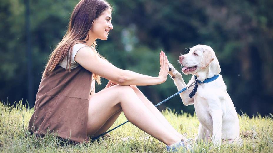 노을 반려견 캠핑장