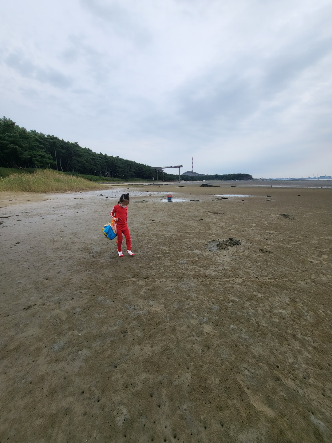 서천 갯벌체험&amp;#44; 모시조개 캐기 (서천송림갯벌체험장)