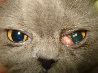 고양이 갑상선 기능 항진증 원인 증상 수치 관리법 총정리 정리자료_5