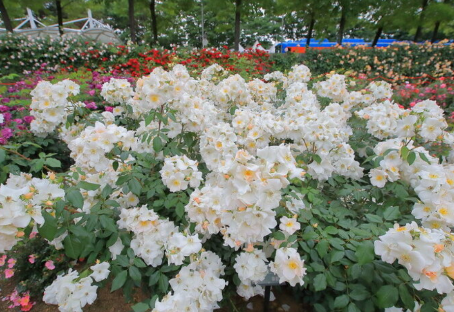 곡성 세계장미축제 개화상황