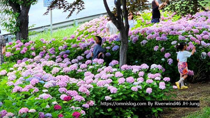 수국 水菊 hydrangea flower