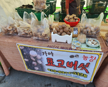 서산 국화축제_22