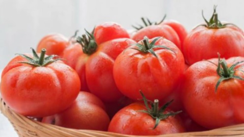 대저 토마토 짭잘이 토마토 품종 및 키우기 효능 먹는법 