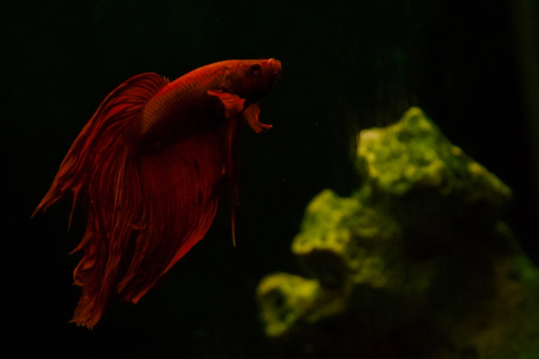 Krill