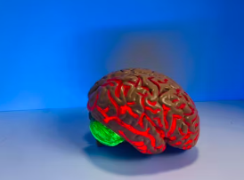 뇌 영양제 추천 부작용 효과 성분 가격