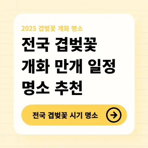 전국-겹벚꽃-특징-차이-개화-만개-일정-명소-완전-정복