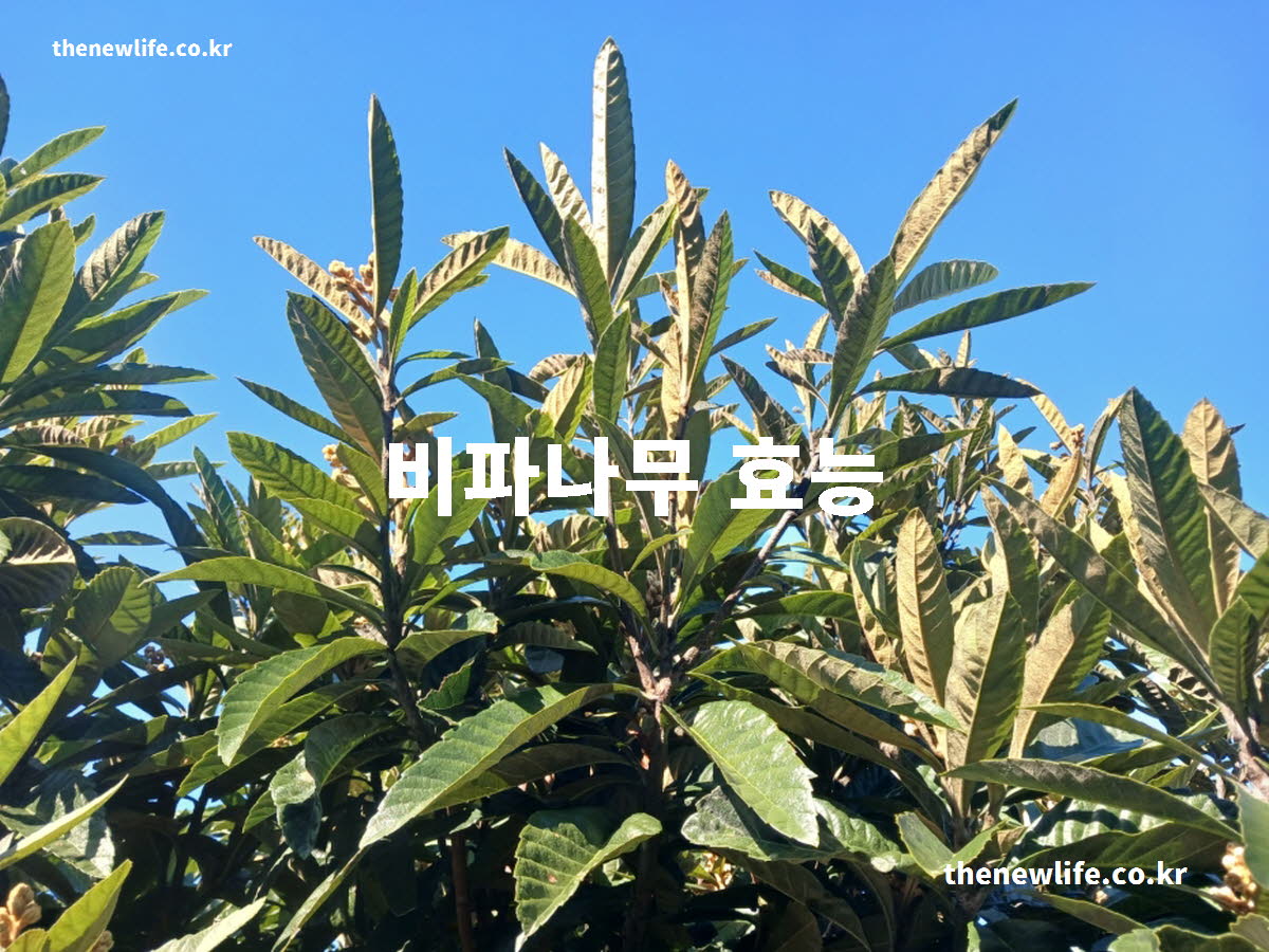 비파나무 효능 대표 실사진
