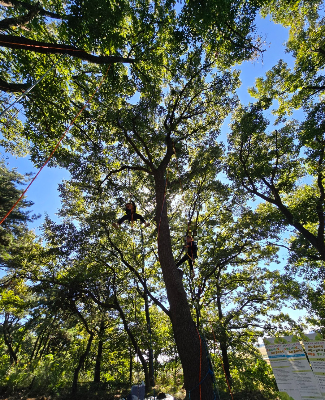 높은 나무위까지 올라간 용감한아이들