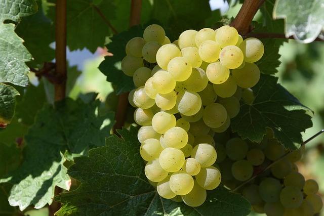 Isabelle et denis Pommier Chablis 이자벨 & 드니 뽀미에 샤블리 솔직 후기 사진 5