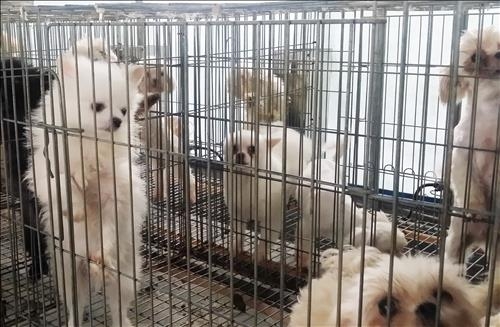 죽은강아지 뱃속 새끼 꺼내 파는 강아지공장&amp;#44; 펫샵의 실체
