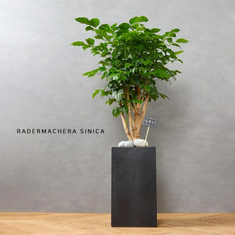 녹보수 물주기 광량관리 환기요령 비료주기 침실 거실 추천_2