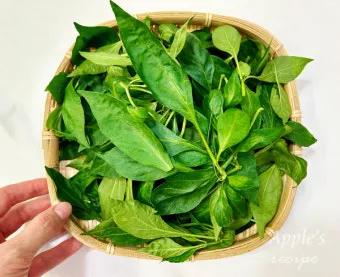 고춧잎 재배 잎 수확용 가지 치기 친환경 시비_8