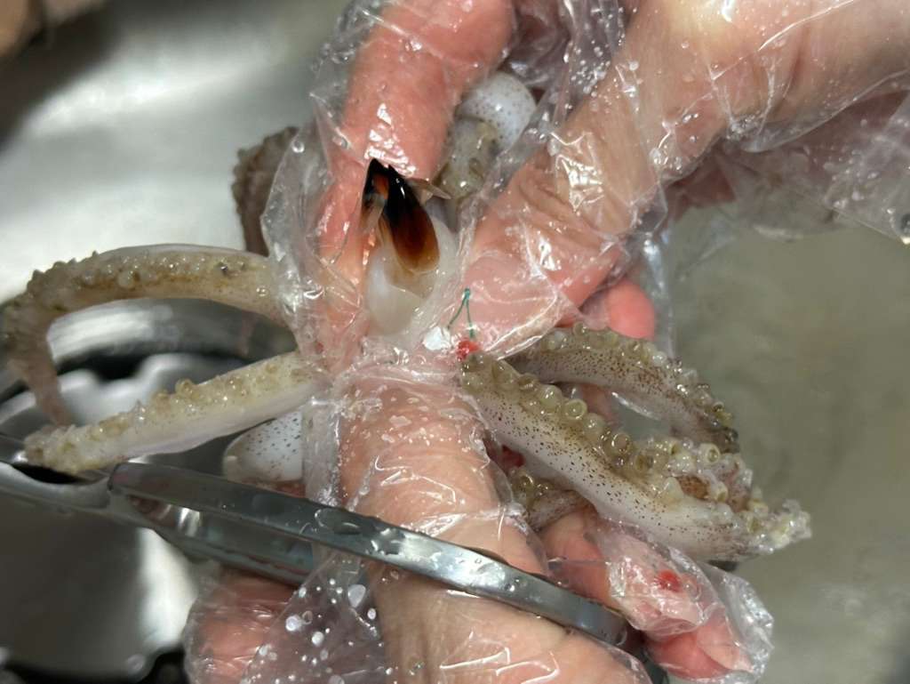 오징어입