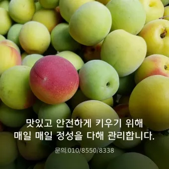 매실 수확시기 중부지방 남부지방 광양 지역별 정리_18