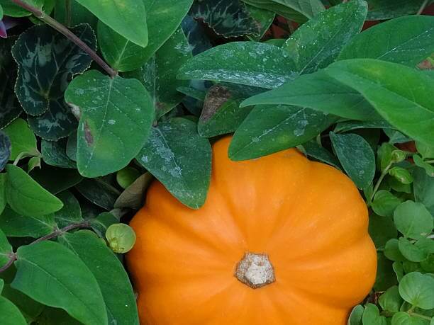 호박잎 효능과 성분, 칼로리를 확인해 보세요! 나이가 들어가니 호박잎을 쌈처럼 먹는 게 맛있더라고요! 다른 반찬이 필요 없는 호박잎에는 어떤 효능이 있는지 볼까요~ 맛있게 먹고 건강해져요!